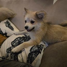 Sweetie - Cream sable female Pomeranian puppy in Newport News, Virginia from Itty Bitty Poms