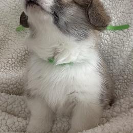 Green Boy - Red male Pembroke Welsh Corgi puppy in Thompsonville, Michigan from Braidwood Corgis