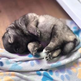 Flounder - Wolfgray and black male Keeshond puppy in Logan, Ohio from Hocking Hills Keeshonds