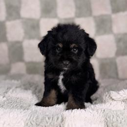 Donut - male Australian Mountain Doodle puppy in Sweetwater, Florida from Sandy Snout Doodles