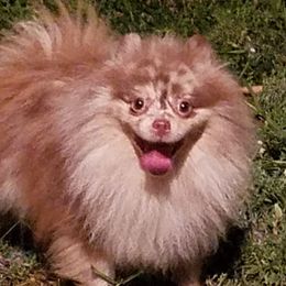 Nemo - Pomeranian