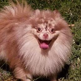 Nemo - Pomeranian