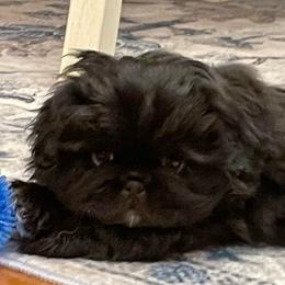 Blu - Black male Pekingese puppy in New Palestine, Indiana from Hausers Perfect Pekingese