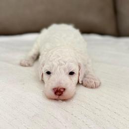 Cedar boy - Parti male Goldendoodle puppy in Rio Linda, California from Plush Doodles