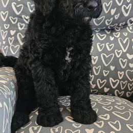 Vester - Black male Goldendoodle puppy in Kansas City, Missouri from Poppy's Doodles