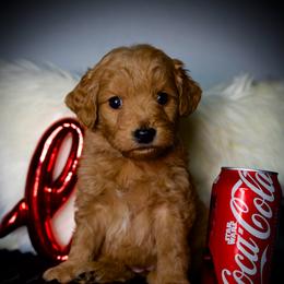 Pumpkin Spice - Red  female Goldendoodle puppy in Mc Arthur, California from California Golden Love