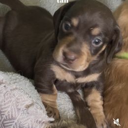 Chockie - Chocolate and tan male Dachshund puppy in Ocean Park, Washington from Golden Dachshunds
