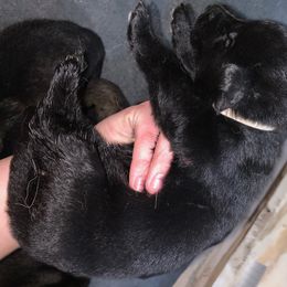 German Shepherd Puppies from Big House Kennels
