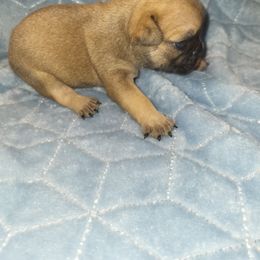 French Bulldog Puppies from Lake Martin Fancy Frenchies