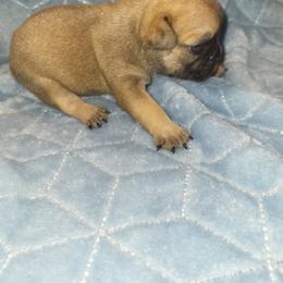 French Bulldog Puppies from Lake Martin Fancy Frenchies