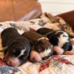 Bernedoodle puppies from Ashley Baldwin