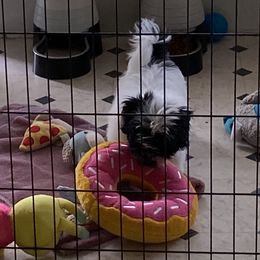Havanese Puppies from Coraz’on Havanese