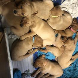 Labrador Retriever Puppies from Triple Threat Labradors