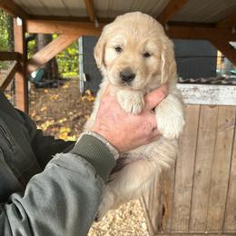 Female 2 - Golden female Golden Retriever puppy in Rainier, Washington from Hanson’s NW Goldens & Doodles