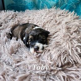 Toby - Black white and tan male Cocker Spaniel puppy in Midlothian, Virginia from Swift Creek Cocker Spaniels