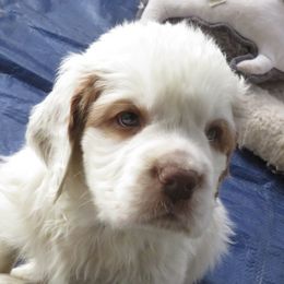 Clumber Spaniels from Medea Gunpowder Clumbers
