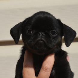 Brussels Griffons and Rottweilers from Bernkastel Rottweilers & Brussels Griffon