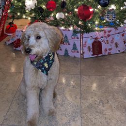 Mochi - Goldendoodle