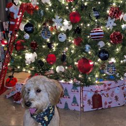Mochi - Goldendoodle