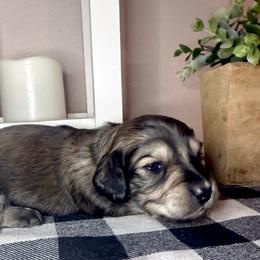 Green collar male - Cream male Dachshund puppy in Wylie, Texas from Karas Royal Dachshunds