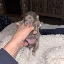 Blue n tan - Blue and tan female Pomeranian puppy in Fayetteville, North Carolina from Tar-heel Poms