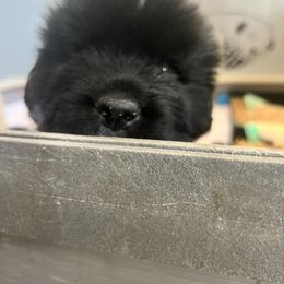 Newfoundland Puppies from Knallhart Kennels