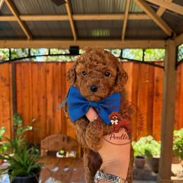 Blue - Red  male Poodle puppy in Modesto, California from Oso’s Red Toy, Mini, & Standard Poodles
