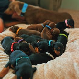 Doberman Pinscher Puppies from Ranchers Companion Doberman Kennel