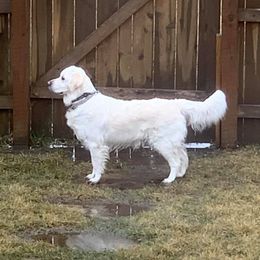 Lucy - Golden Retriever