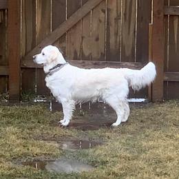 Lucy - Golden Retriever