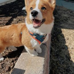 Pembroke Welsh Corgi Puppies from Gotta Chase Em All Corgis