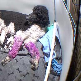 Purple - Brindle female Poodle puppy in Maryland from Hernwood Heelers & Poodles