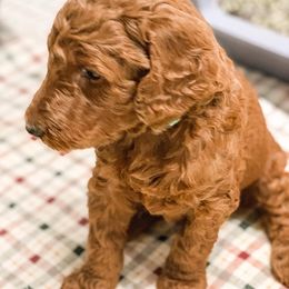 Goldendoodle Puppies from Bear Ridge Doodles
