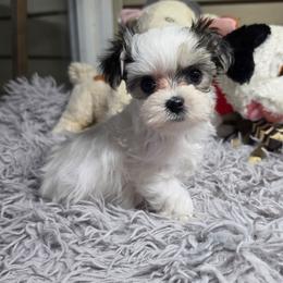 Mika - Piebald female Morkie puppy in St. Cloud, Florida from K and E Small Breed Puppies