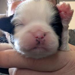 Bandit - Black and white male Shih Tzu puppy in Lostant, Illinois from Bella's Babies