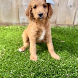Goldendoodle Puppies from Seaside Doodle Co.