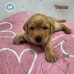 Venus - Yellow female Labrador Retriever puppy in Elloree, South Carolina from Moonlight Kennels LLC