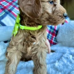 Goldendoodle Puppies from Loving Doodles