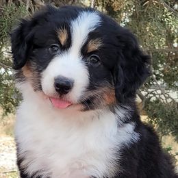 Miniature American Shepherds from Candoo Minis