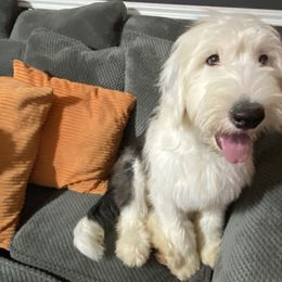 Old English Sheepdog Puppies from Heavinly Blessings Farm Pups - Old English Sheepdog Puppies