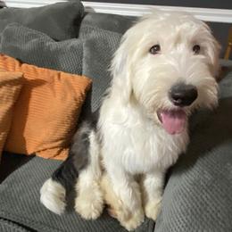 Old English Sheepdog Puppies from Heavinly Blessings Farm Pups - Old English Sheepdog Puppies