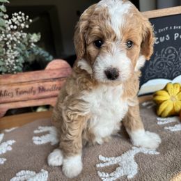 Maroon collar female - Apricot female Goldendoodle puppy in Christiana, Tennessee from Rechlicz Family Doodles