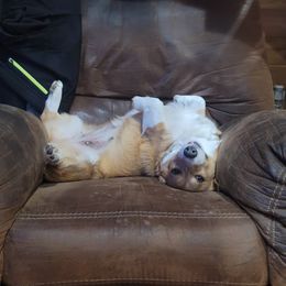 Pembroke Welsh Corgi Puppies from Top-Notch Paws