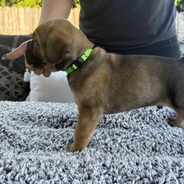 Cane Corso Puppies from PNW Cane Corsos