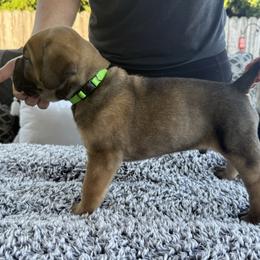 Cane Corso Puppies from PNW Cane Corsos