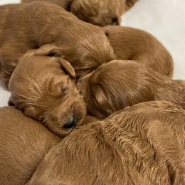 Cavapoos, Goldendoodles, and Poodles from Dlm_doodles