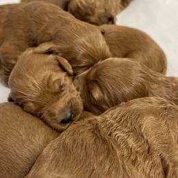 Cavapoos, Goldendoodles, and Poodles from Dlm_doodles