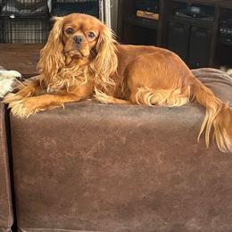 JoJo - Cavalier King Charles Spaniel