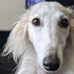 Gaia - Silken Windhound