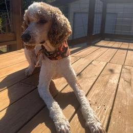 Archie - Parti male Poodle puppy in Swansboro, North Carolina from Monarch Standard Poodles